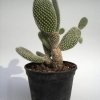 Opuntia